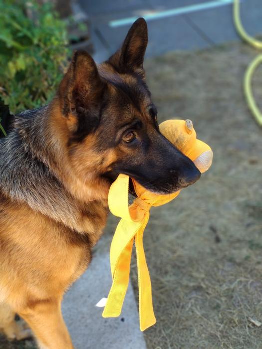 Dog Schäfer German Shepherd