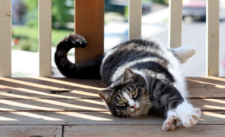 American Shorthair Cat Domestic