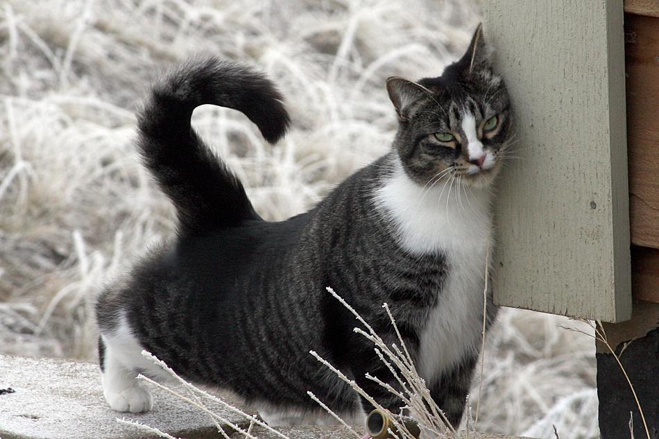 American Shorthair Cat Domestic