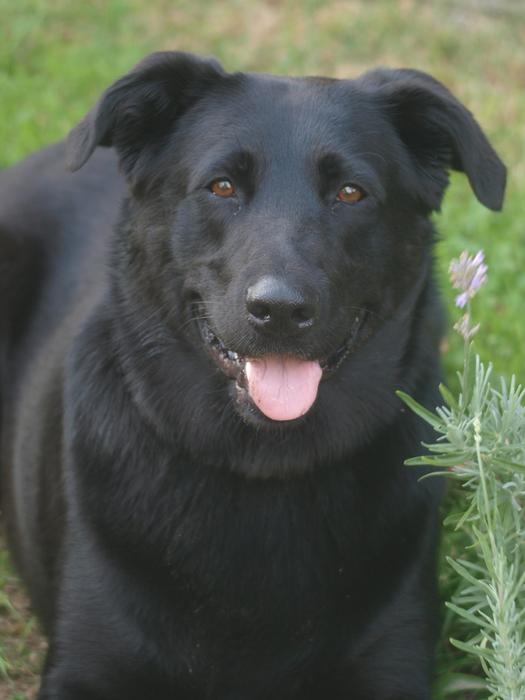 Besi Dog Mixed Breed Black