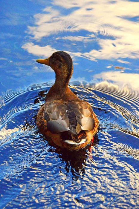 Wild Ducks macro