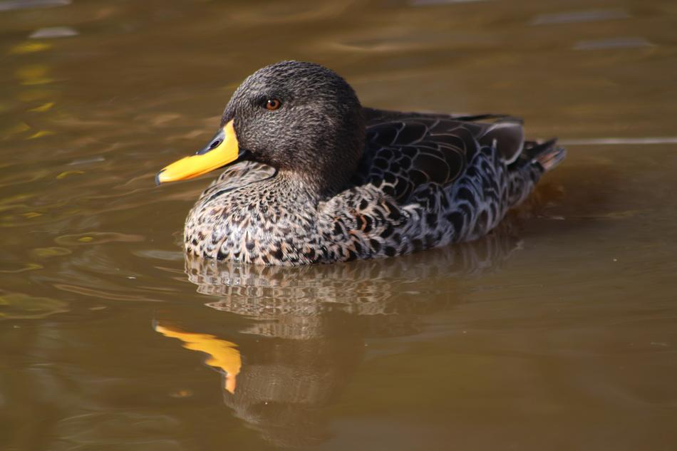 Duck Birds Plumage