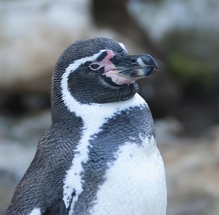 Penguin Portrait Animal