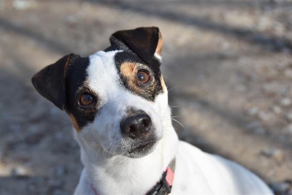 Jack Russel Dog Cute