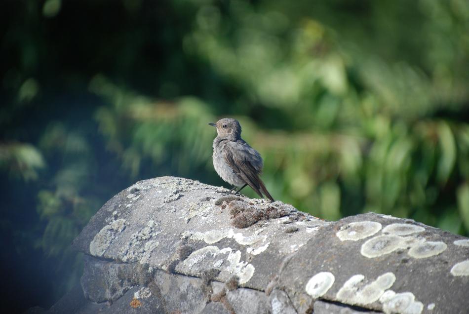 Bird Robin Garden