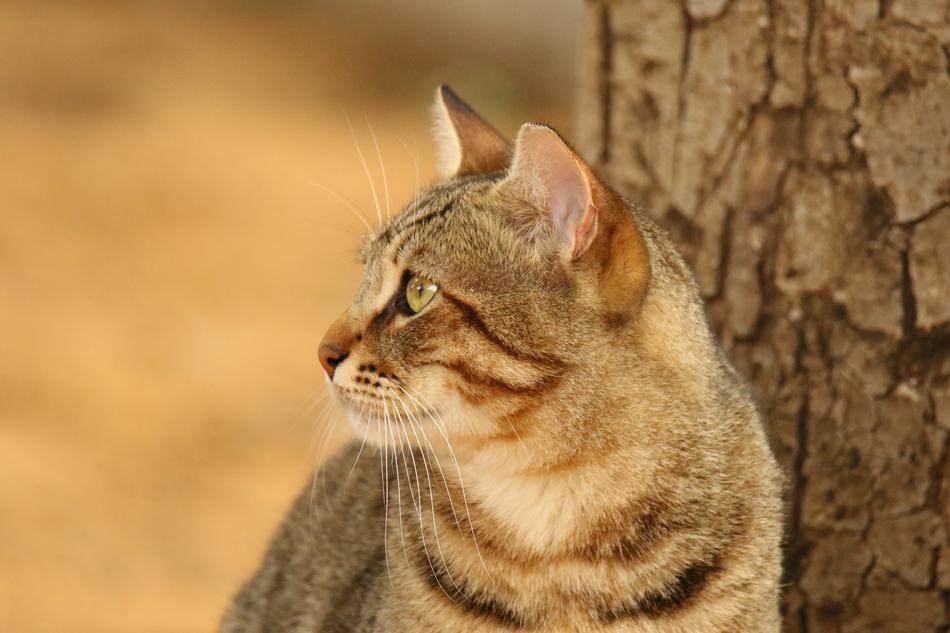Cat Animal Close Up