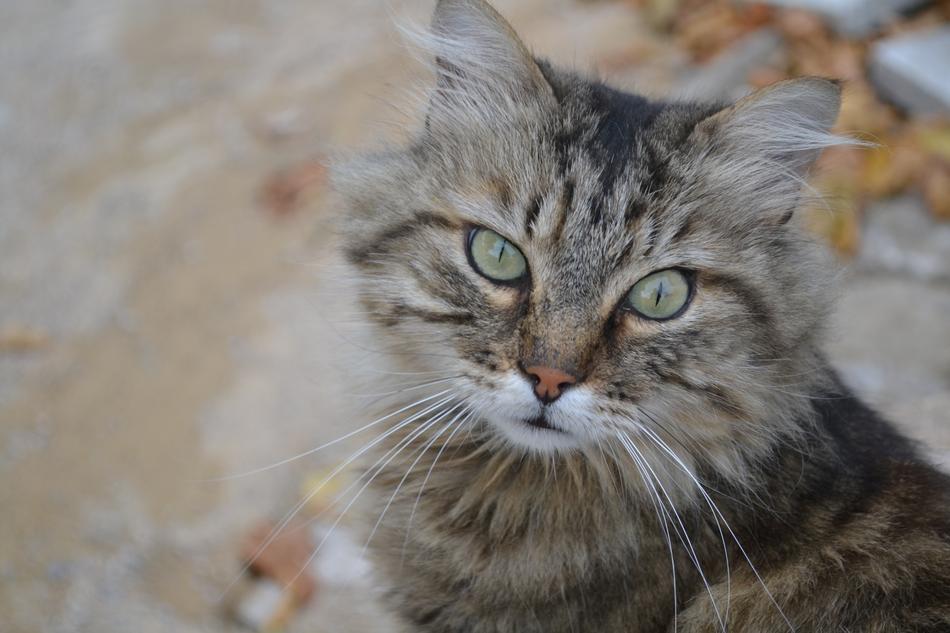 Cat Animal Nature