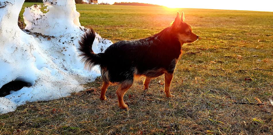 Dog Snow Mountain Abendstimmung