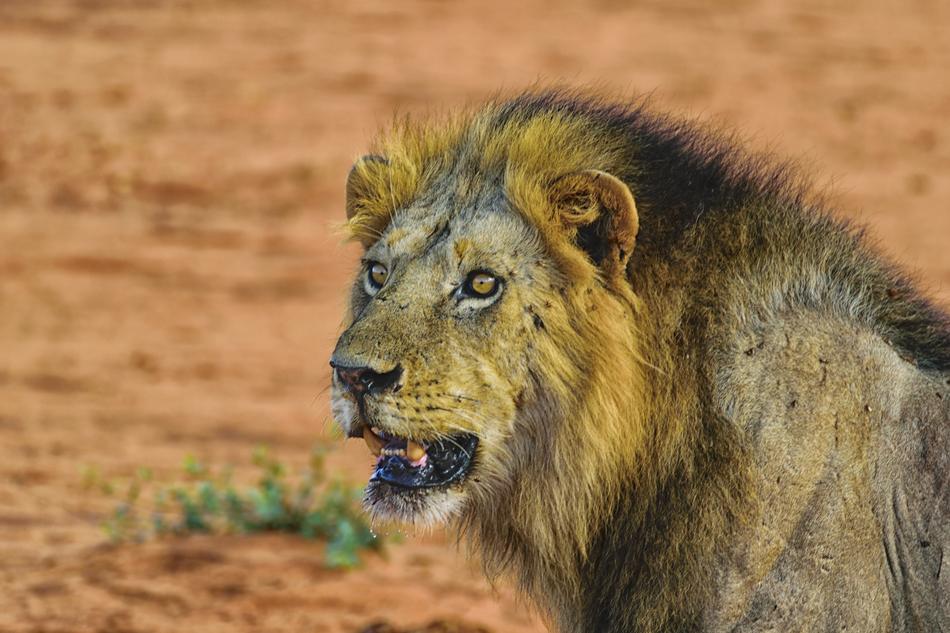 Lion Portrait Big Cat