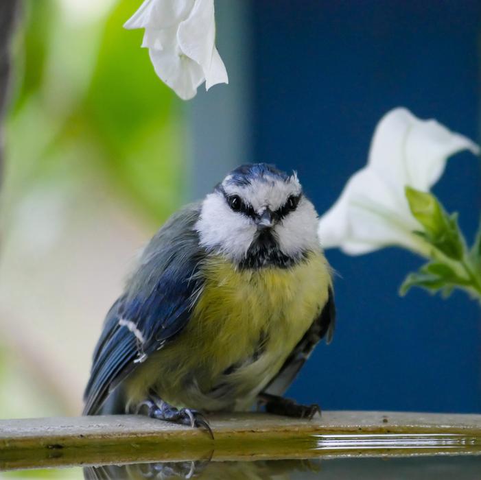 Animal World Bird Tit Blue