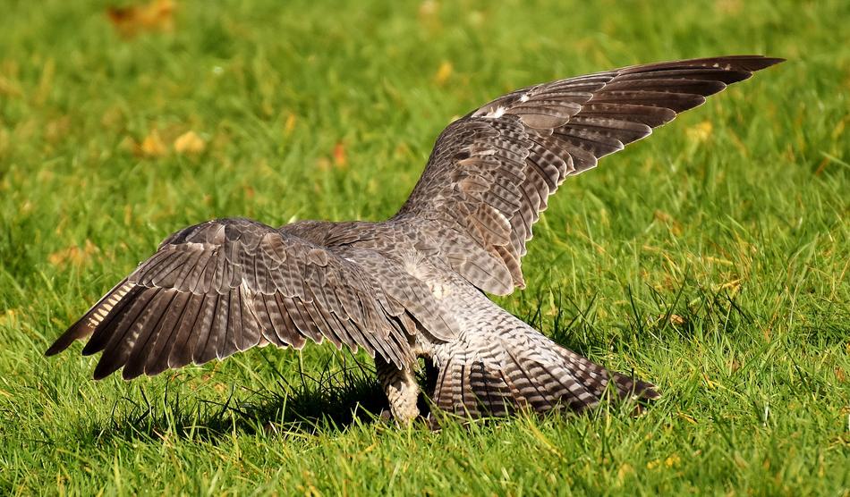 Falcon Bird Of Prey Wild