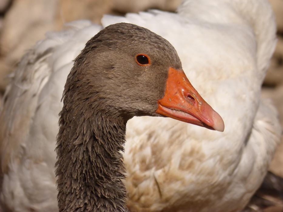 Duck Oca Goose