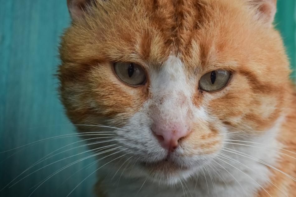 Cat Stray Red
