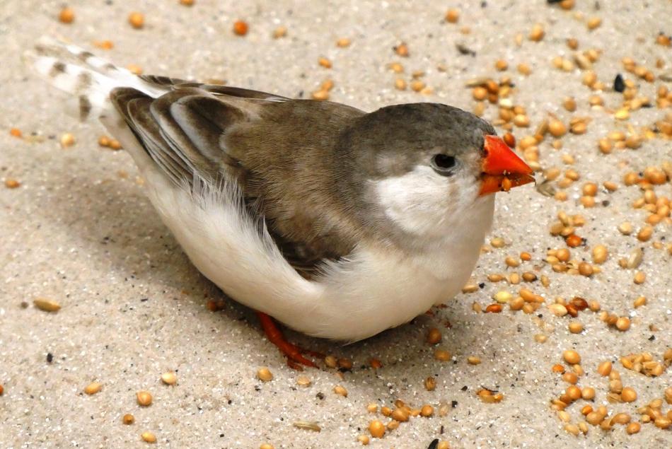 a small bird with grains