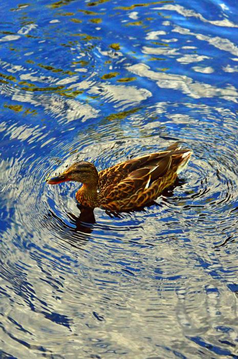 Duck Wild Ducks Bird