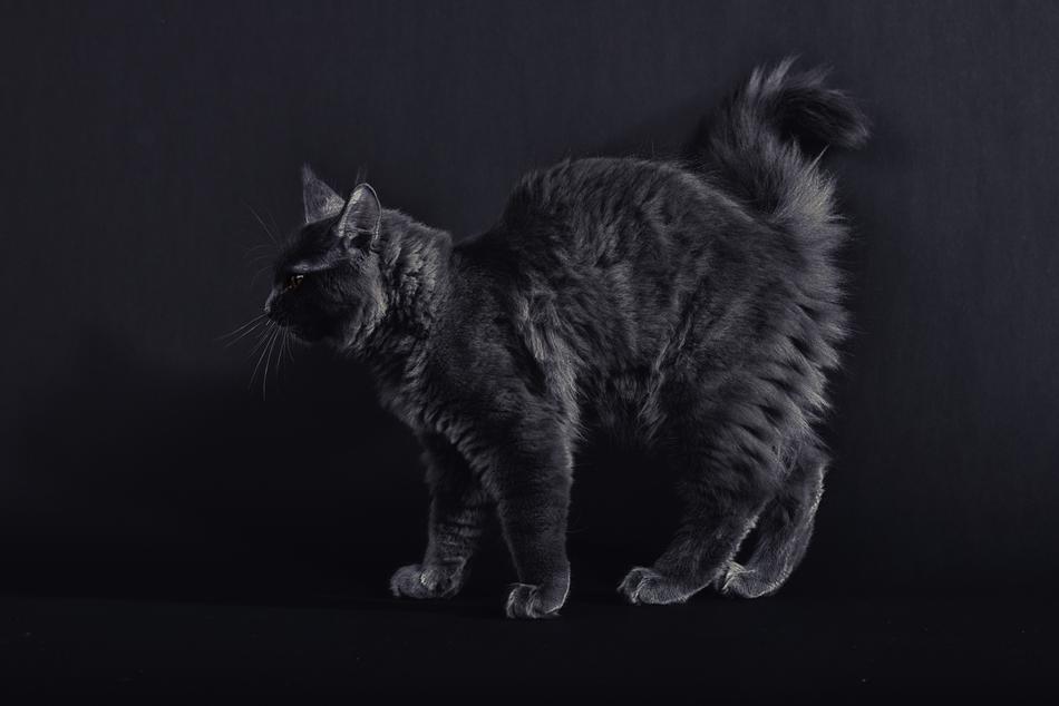Cat Tomcat Maine Coon