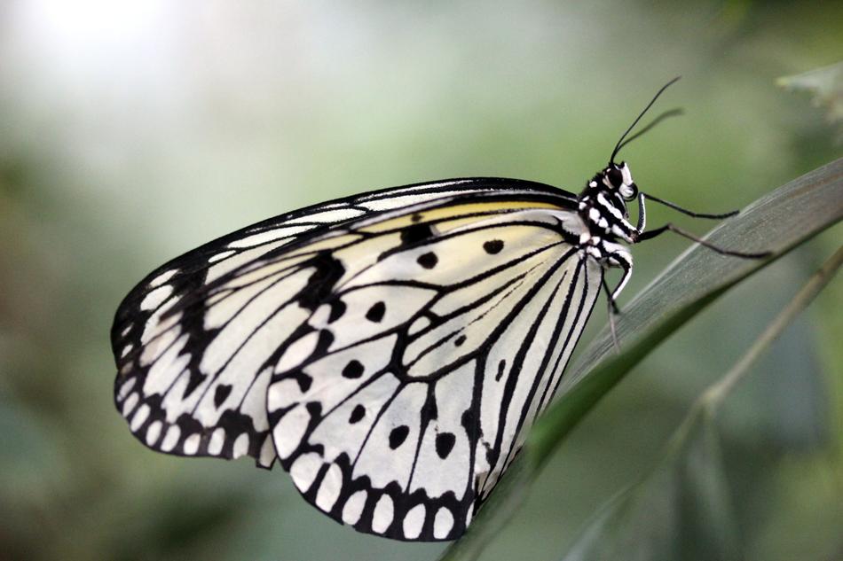 Butterfly Insect Close Up