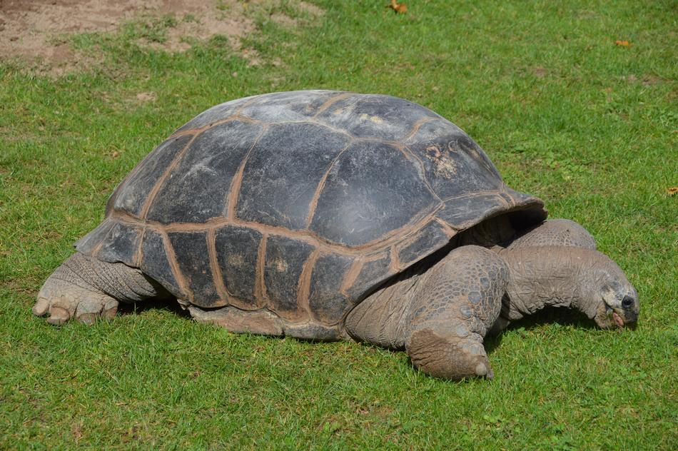 Turtle Crawl Armored