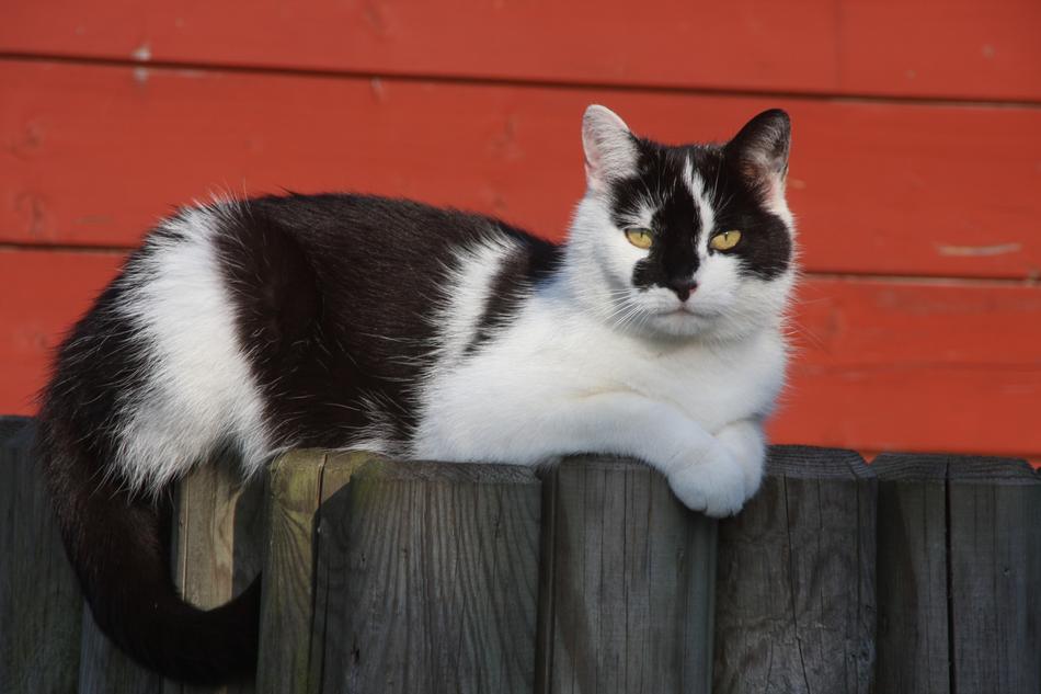 Cat Fence Pet