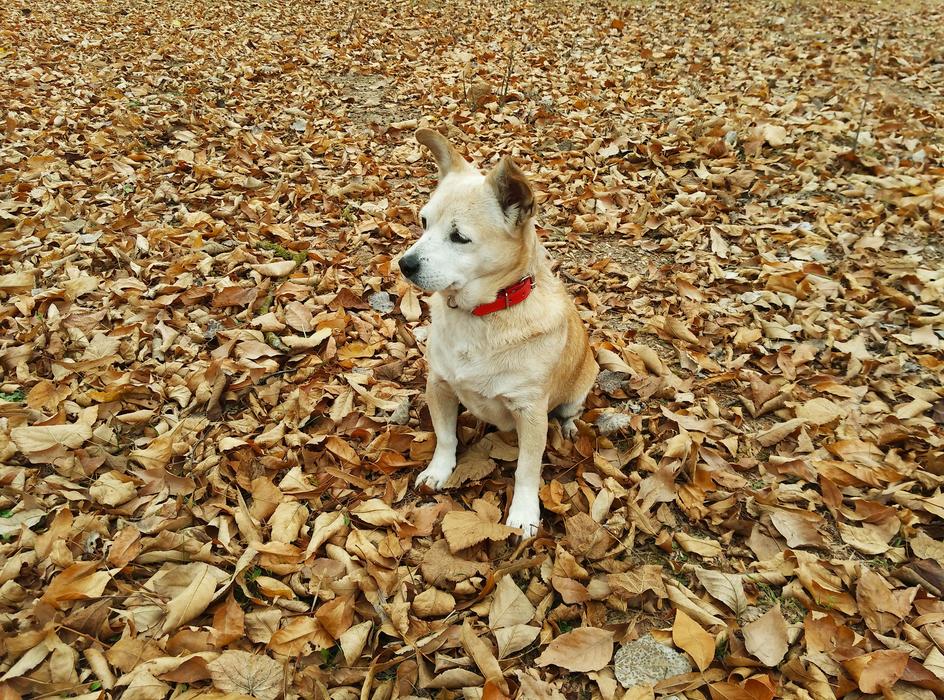 Autumn Dog Pet