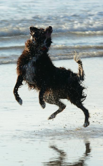 Dog Jump Play