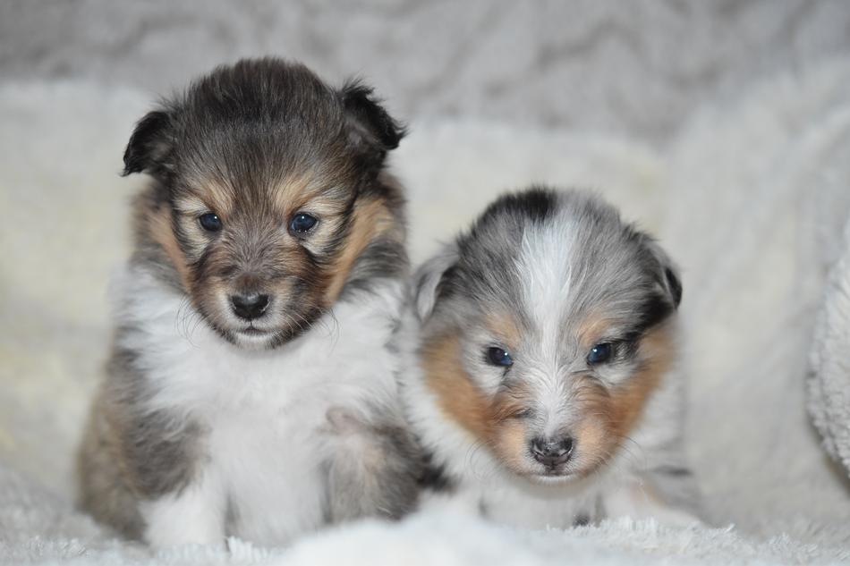 Puppies Shetland Sheepdog Pup
