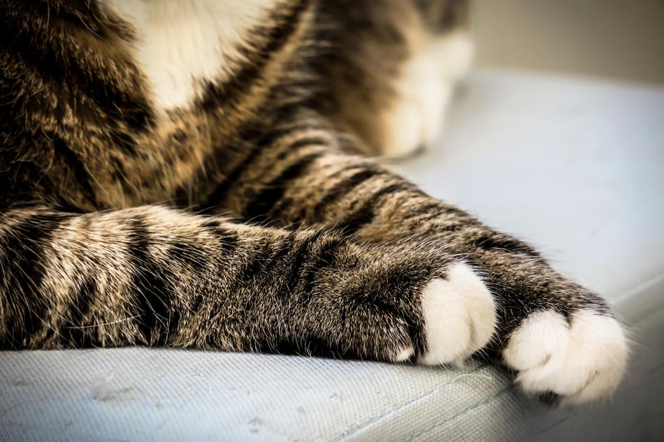 cute cat with white paws