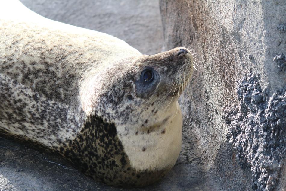Seal Animal Rocks