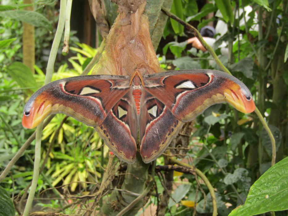 Butterfly Animal Insect