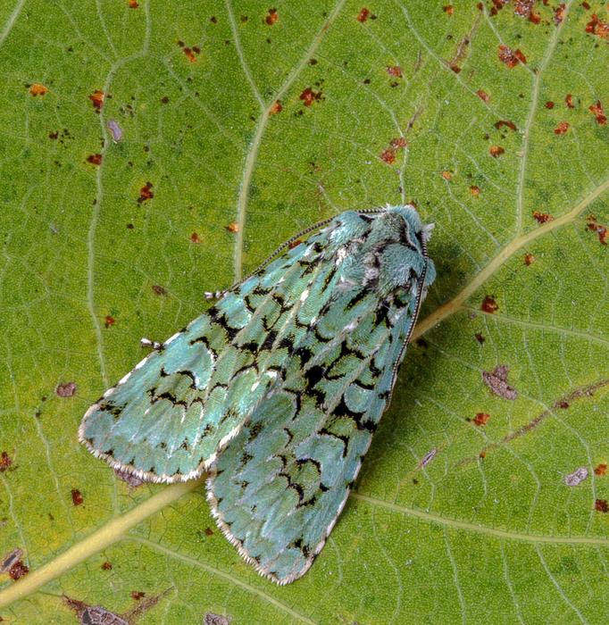 Moth Merveille-Du-Jour Wings