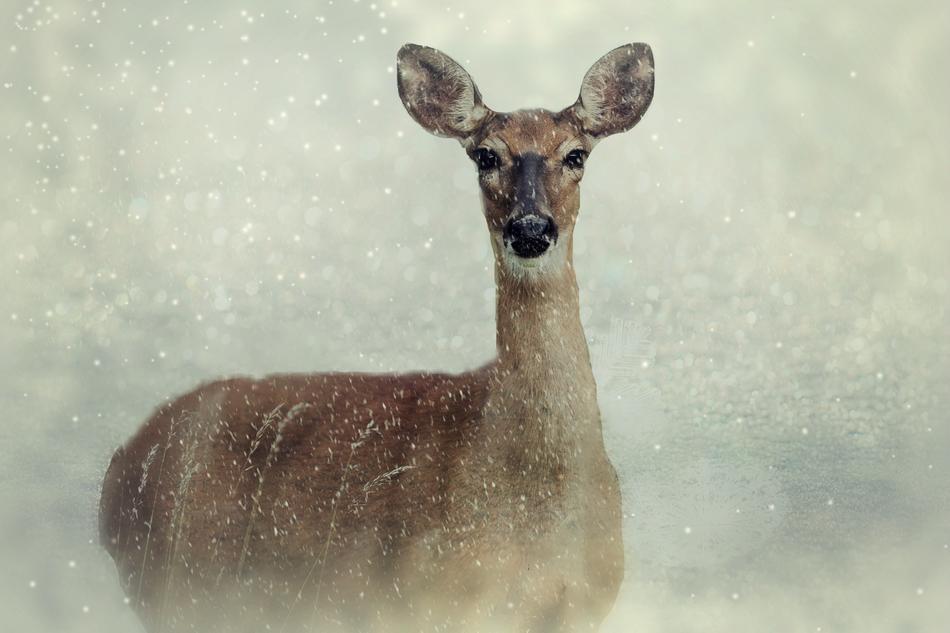 Roe Deer Animal Wild