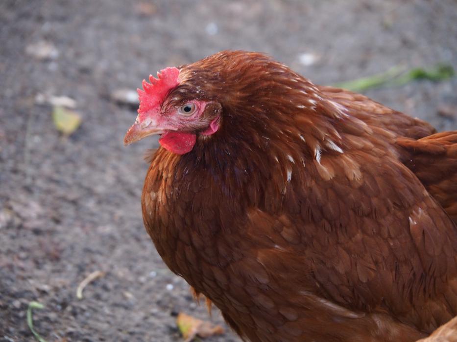 Hahn Egg Hen