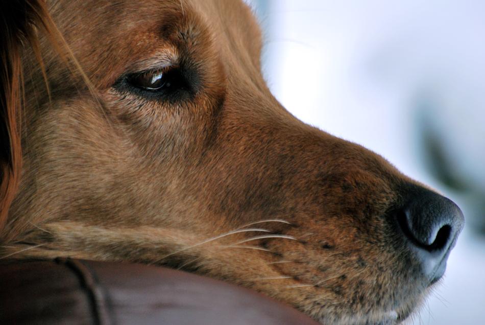 Dog Golden Retriever Pet