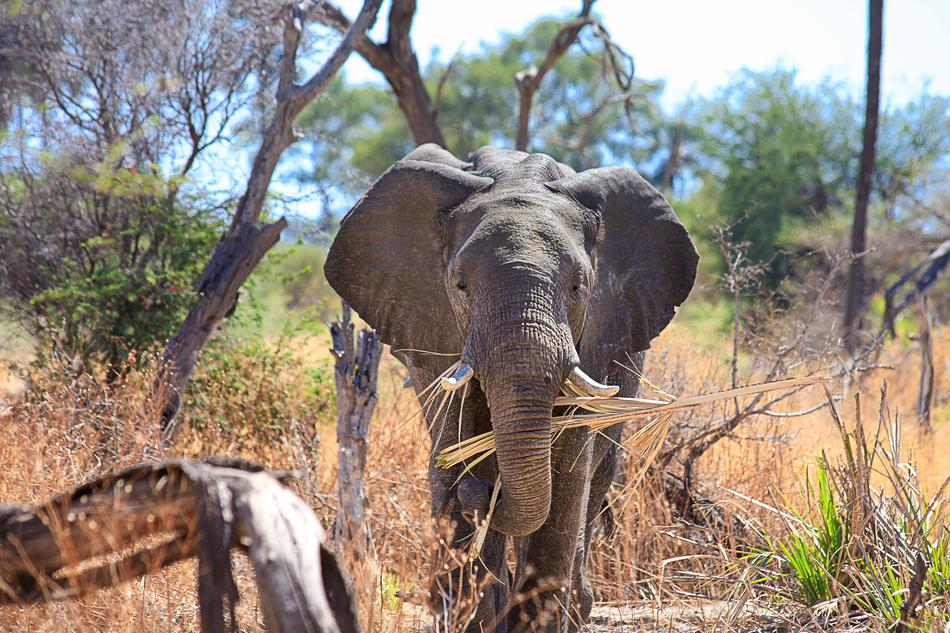 Elephant Africa African Bush