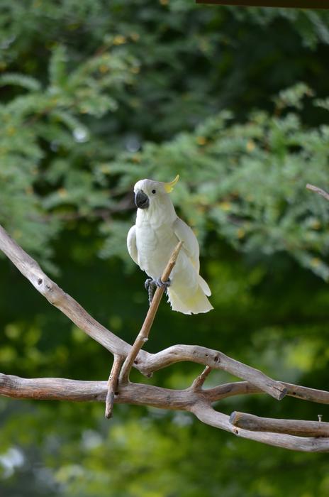 Cockatoo Bird Beak