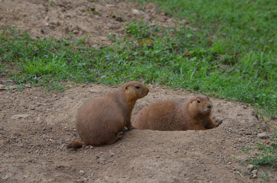 Prairie Dog Animal Woods