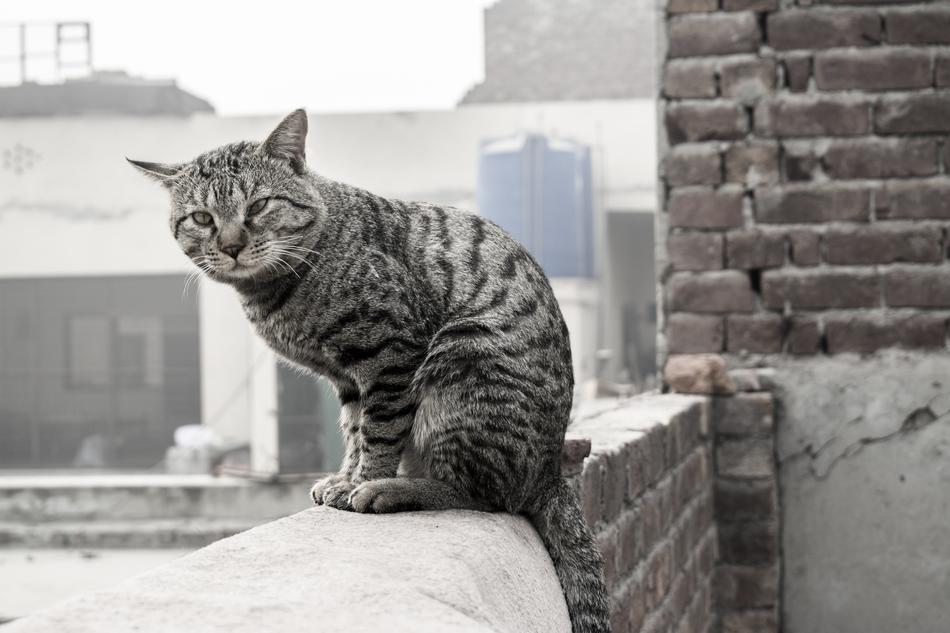 Cat On Wall