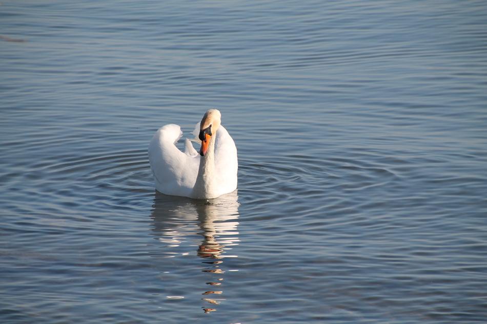 Swan Water Lake