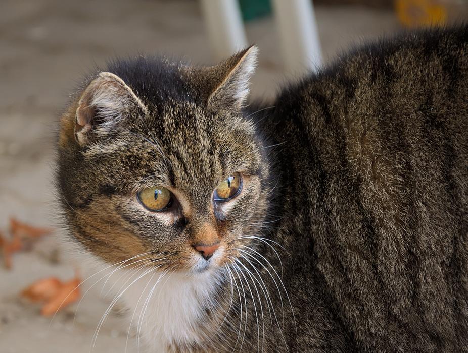 Domestic Cat Portrait Head