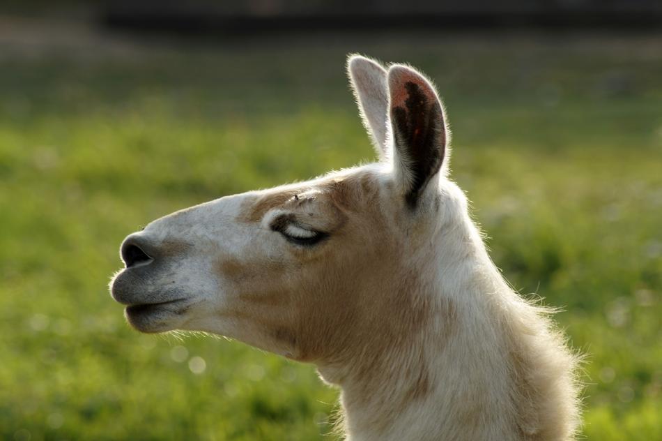 Lama Head