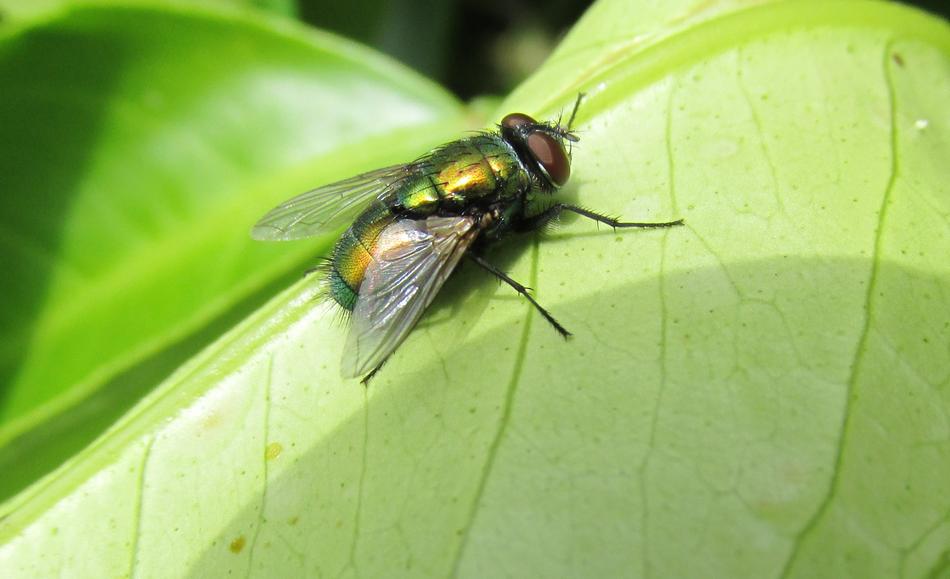 Fly Insect On