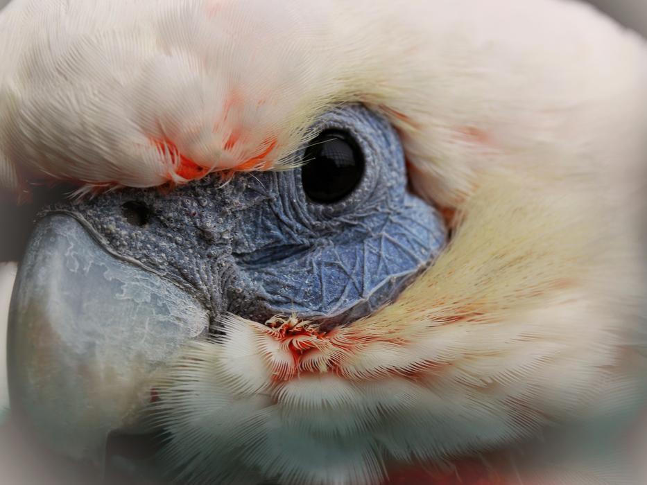Parrot Bird Eye