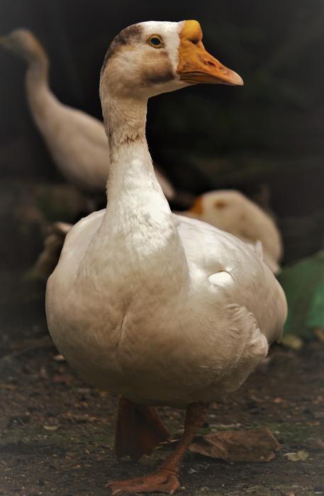 Animal Bird Beak