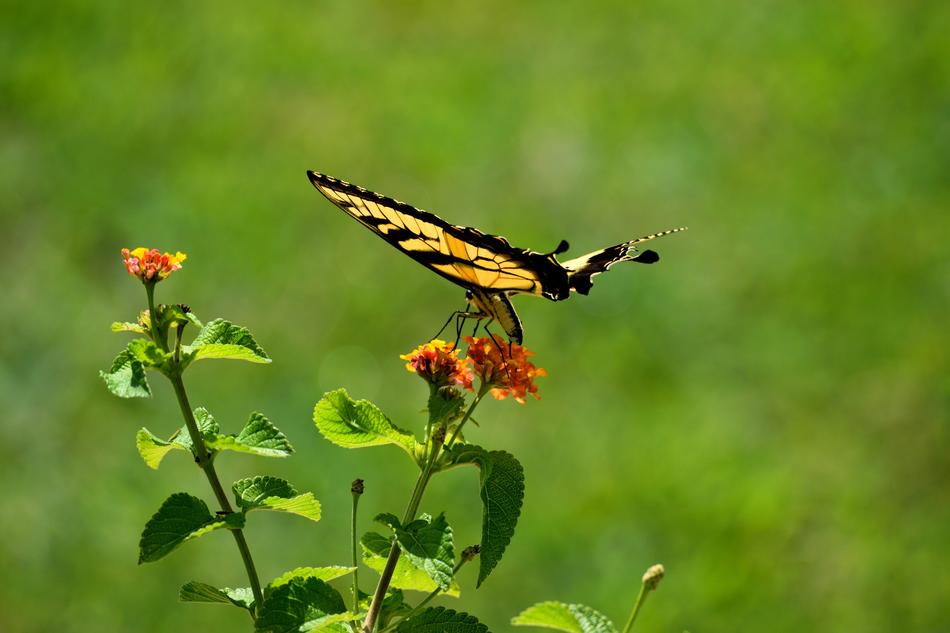 Swallowtail Butterfly Flying
