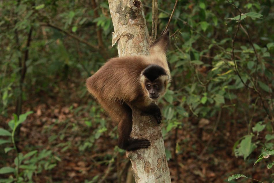 Monkey Capuchin Animal