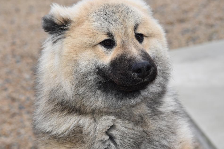Dog Eurasier Olaf Blue