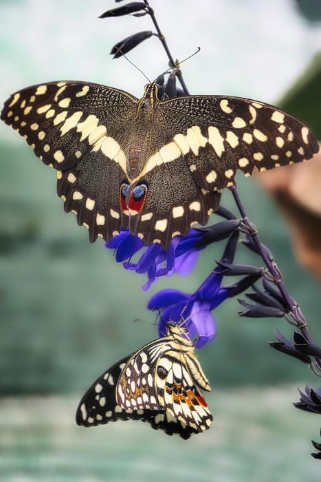 Butterfly Close Up Insect