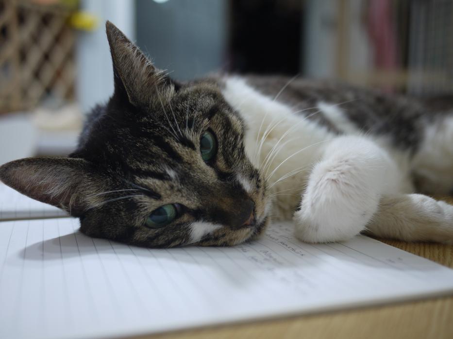 Gived Cat Nose