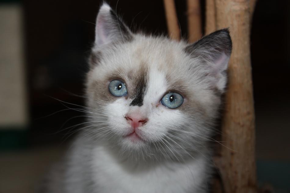 Animals Cat Portrait