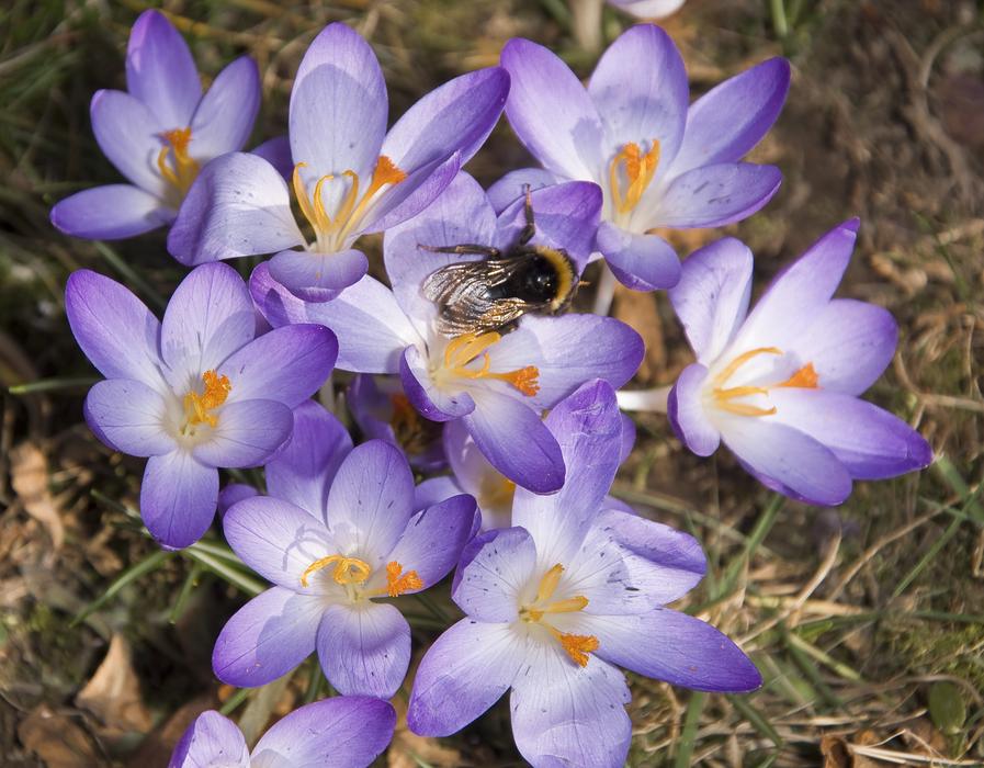 Insect Hummel Crocus